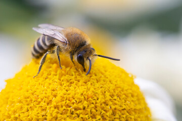 Small Bee on Anthemis tinctoria ‘E.C.Buxton’
