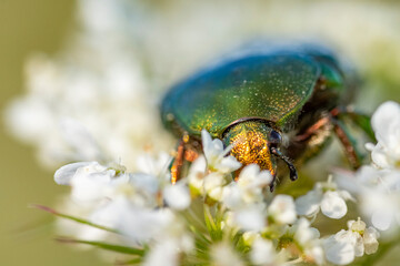 Insekten, Holzbienen auf Blumen im Garten