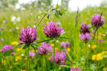 Dark pink flower. Red clover or Trifolium pratense inflorescence, close up. 