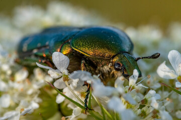 Rosenkäfer auf Blume und andere Insekten