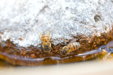 Two bees taking a drink