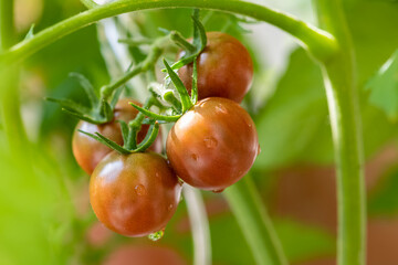 Fresh tomatoes growing in an organic home garden
