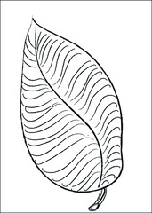 illustration of big  leaf