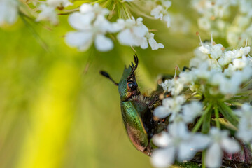 Rosenkäfer auf Blume und andere Insekten
