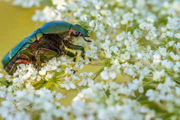Rosenkäfer auf Blume und andere Insekten