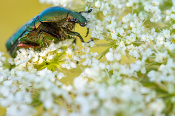 Rosenkäfer auf Blume und andere Insekten