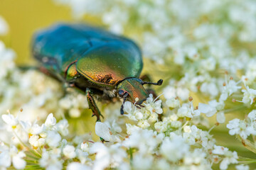 Rosenkäfer auf Blume und andere Insekten