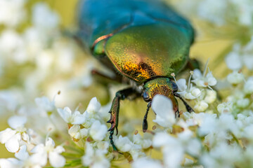Rosenkäfer auf Blume und andere Insekten