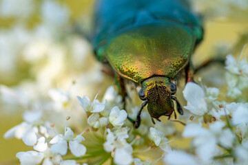 Rosenkäfer auf Blume und andere Insekten