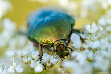 Rosenkäfer auf Blume und andere Insekten