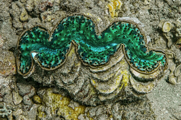 underwater world, cockle Giant Clam in the Red Sea showing Colorful mantle