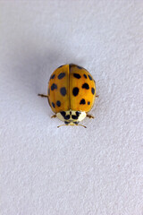 Top view, a macro closeup of a lady beetle bug with orange wings and black spots, common insect of europe. Coccinellidae on white background