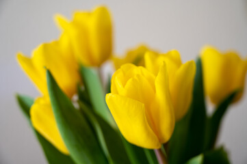 Yellow tulips in a vase. Happy easter!