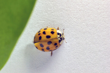 Selective focus, Top view, a macro closeup of a lady beetle bug with orange wings and black spots, common insect of europe. Coccinellidae sitting on a green leaf against white background