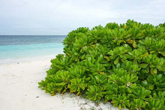 Maldivian island. Paradise in tropics beautiful beach and tropical sea © Globus 60