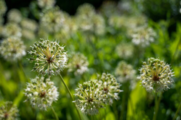 Allium, „Victorialis“, with white flowers, grows in southern Europe, the Caucasus, Siberia, China, Japan