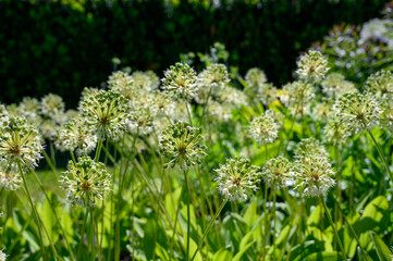 Allium, „Victorialis“, with white flowers, grows in southern Europe, the Caucasus, Siberia, China, Japan
