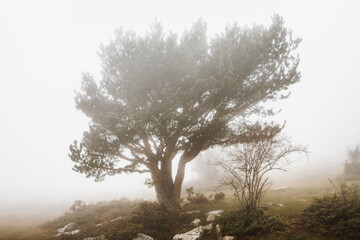 mountain tree on a foggy day