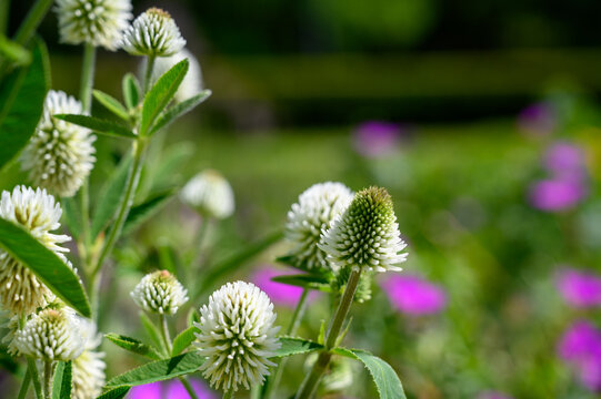 Trifolium montanum, the mountain clover. Plant with white flowers. Is growing in Europe.