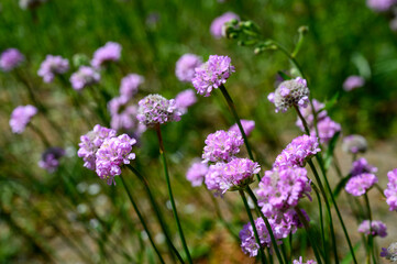 Beautiful spherical pink flowers. Armeria maritima subsp. elongata. Plant under nature protection. Grows only on coastal meadows and sandy areas of North and Northwest Estonia.