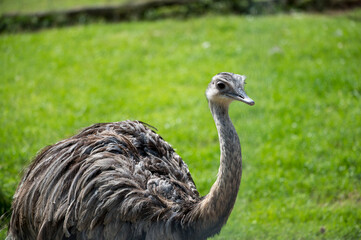 Nandu portrait in a wildpark