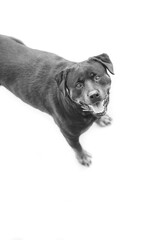 Rottweiler perro en césped ambiente amable femia mascota familiar, cánido boca abierta