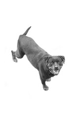 Rottweiler perro en césped ambiente amable femia mascota familiar, cánido boca abierta