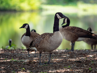 Fototapeta premium Canadian goose on a pond