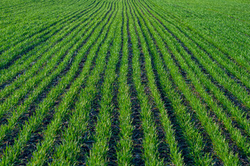 Field with rows green wheat close-up, farmland.