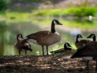 Canadian goose on a pond