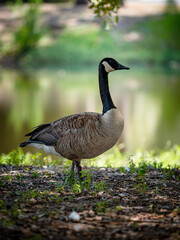 Canadian goose on a pond