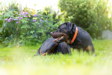 Rottweiler perro en césped ambiente amable femia mascota familiar, cánido boca abierta