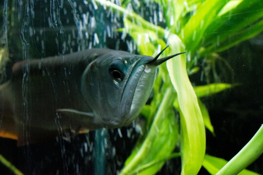 Silver Arowana In Tank Close Up