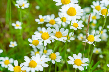 Summer landscape wildflowers chamomile close up. Selective focus. Outdoors nature.
