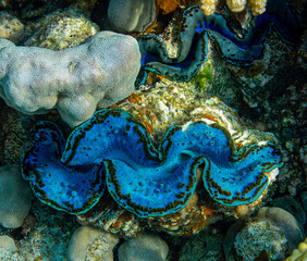 underwater world, cockle Giant Clam in the Red Sea showing Colorful mantle