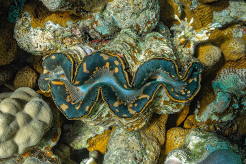 underwater world, cockle Giant Clam in the Red Sea showing Colorful mantle