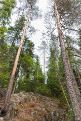 Tall pine trees grow in Kerelian forest