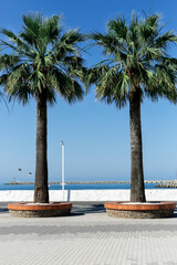 Two palm trees on the beach against the background of the sea and the blue sky. Subtropics.The resort city of Sochi. Beautiful beach. Summer background.