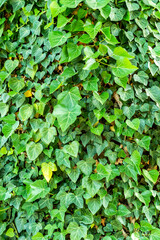 Wall of green ivy. Natural background.