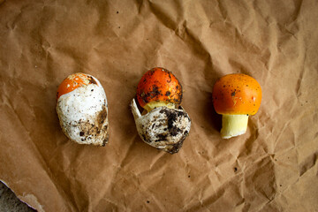 Caesar's mushroom. Three Caesar's mushrooms in different stages. Amanita caesarea. First looks like...