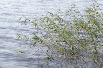 Coastal reed waving on wind on a daytime. Natural background