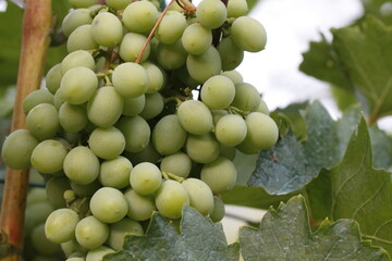 piante di uva bianca