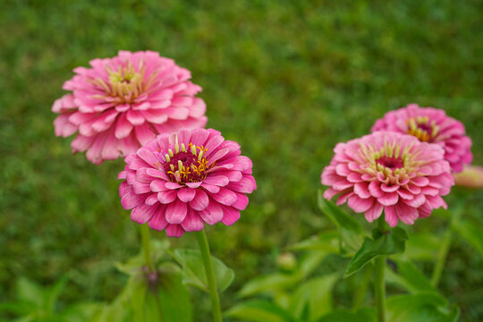 Four pink zinnia flowers growing outdoors. All natural photo.