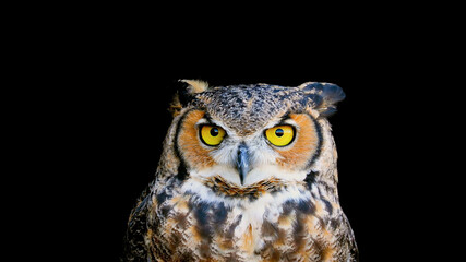 screeching owl close-up on black background