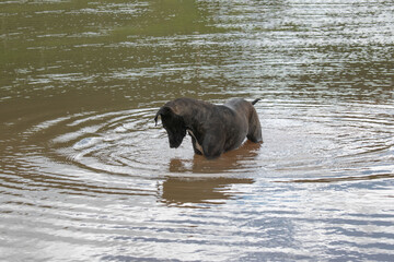 perro mirandose en el agua