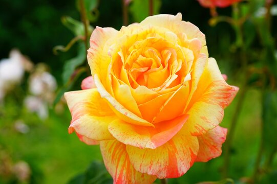 Pink yellow orange Marvelle (tropical sunset) rose flower growing in the garden
