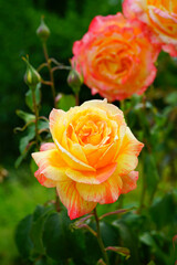 Pink yellow orange Marvelle (tropical sunset) rose flower growing in the garden