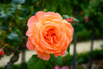 Orange peach Rikita (Belvedere) rose flower growing in the garden