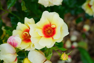 Obraz na płótnie Canvas Yellow and orange Glorious Babylon Eyes rose flower growing in the garden
