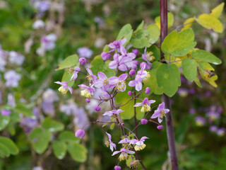 Pigamon delavay ou Thalictrum delavay 'Splendide' à floraison décorative rose lilas en bouquets...